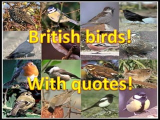 British birds!  With quotes! 