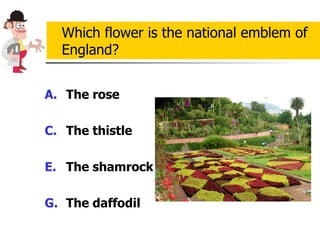 The rose The thistle The shamrock The daffodil  Which flower is the national emblem of England? 