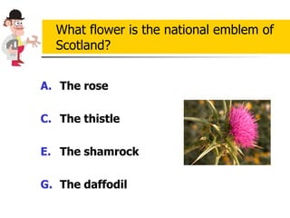 The rose The thistle The shamrock The daffodil  What flower is the national emblem of Scotland? 