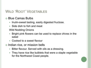 Wild ‘Root’ VegetablesBlue Camas BulbsInulin-sweet tasting, easily digested fructose.Side dish to fish and meatWild Nodding OnionsBright pink flowers can be used to replace chives in the saladCooked to a sweet flavourIndian rice, or mission bellsBitter flavour. Served with oils as a dressing.They have rice like bulblets that were a staple vegetable for the Northwest Coast people.