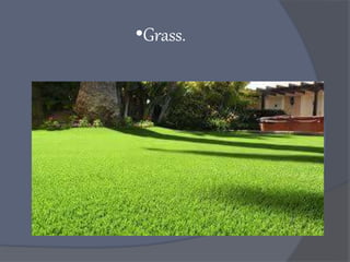 •Grass.
 