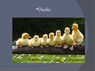 •Ducks.
 