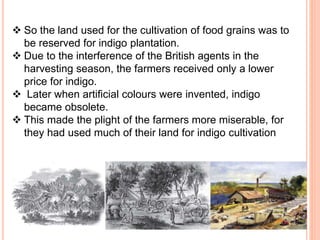  So the land used for the cultivation of food grains was to
be reserved for indigo plantation.
 Due to the interference of the British agents in the
harvesting season, the farmers received only a lower
price for indigo.
 Later when artificial colours were invented, indigo
became obsolete.
 This made the plight of the farmers more miserable, for
they had used much of their land for indigo cultivation
 