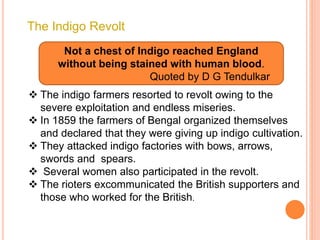 The Indigo Revolt
Not a chest of Indigo reached England
without being stained with human blood.
Quoted by D G Tendulkar
 The indigo farmers resorted to revolt owing to the
severe exploitation and endless miseries.
 In 1859 the farmers of Bengal organized themselves
and declared that they were giving up indigo cultivation.
 They attacked indigo factories with bows, arrows,
swords and spears.
 Several women also participated in the revolt.
 The rioters excommunicated the British supporters and
those who worked for the British.
 