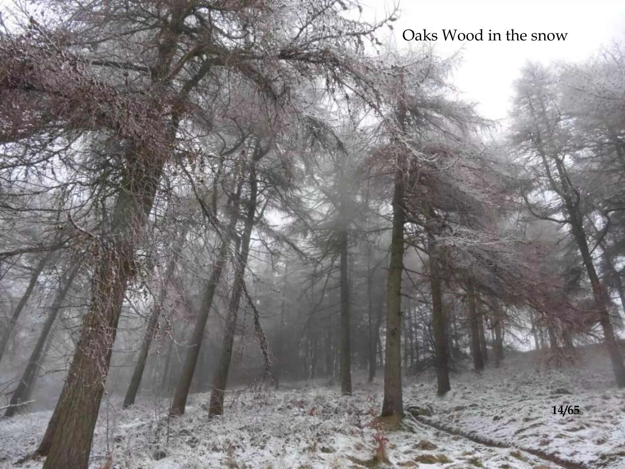 Oaks Wood in the snow
14/65