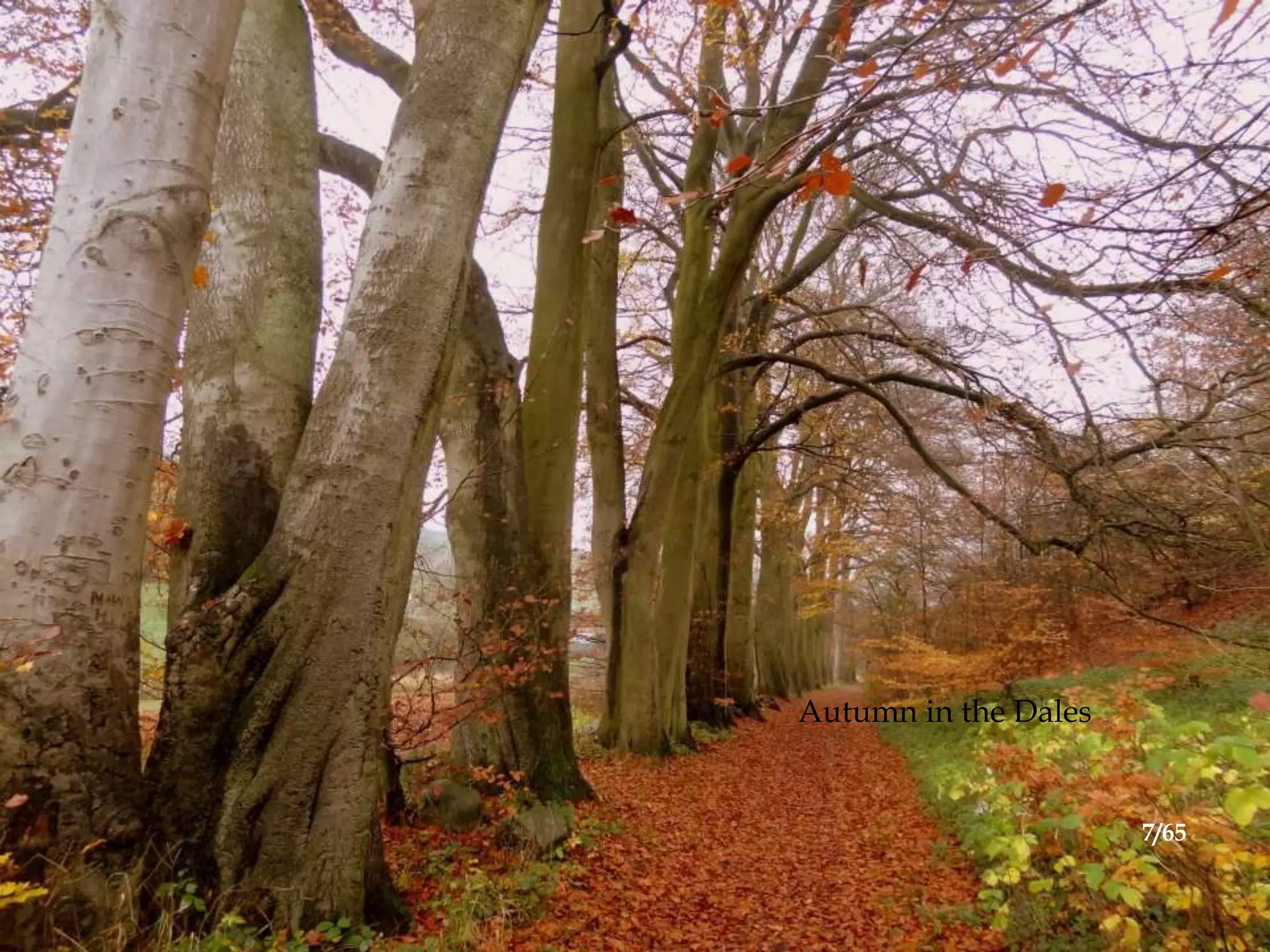 Autumn in the Dales
7/65