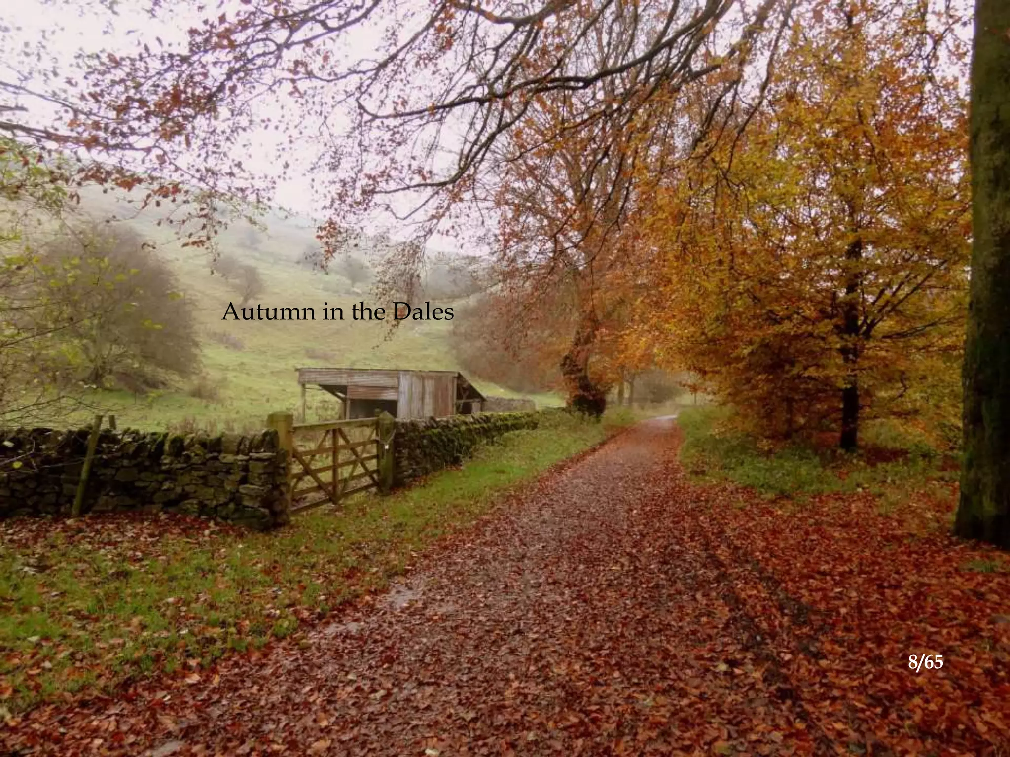 Autumn in the Dales
8/65