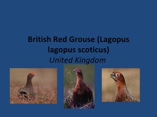 British Red Grouse (Lagopus lagopus scoticus) United Kingdom  