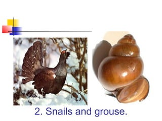 2. Snails and grouse.
 