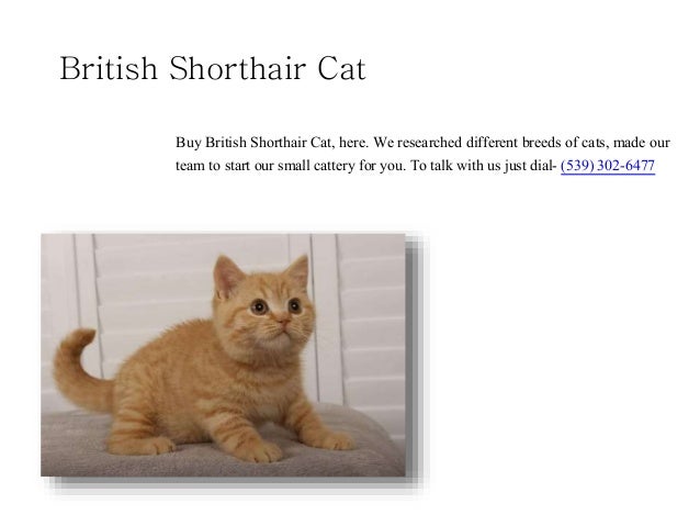 British Shorthair Blue Kittens
