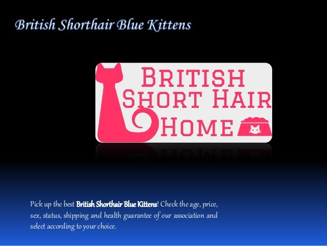 British Shorthair Cats For Sale