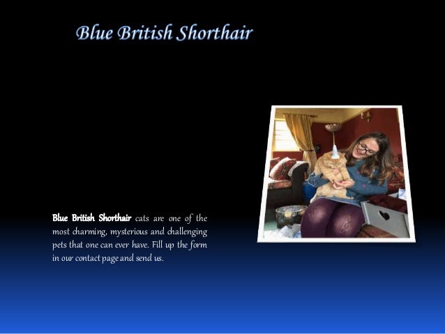 British Shorthair Cats For Sale