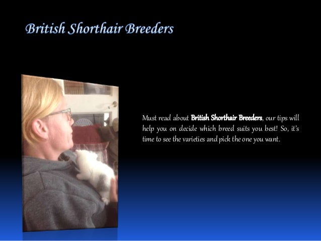 British Shorthair Cats For Sale