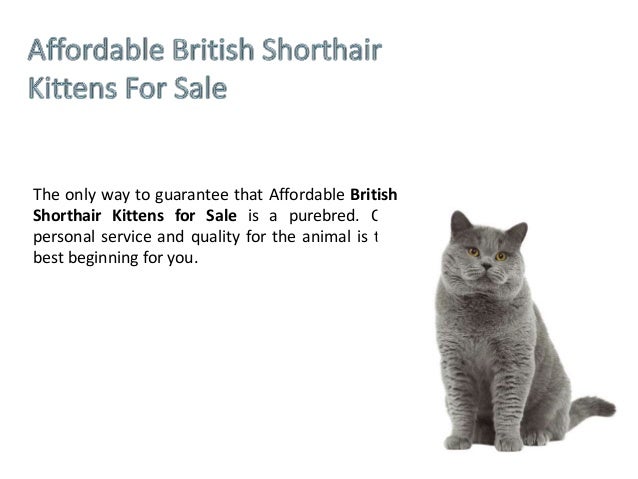 British Shorthair Cinnamon Kitten