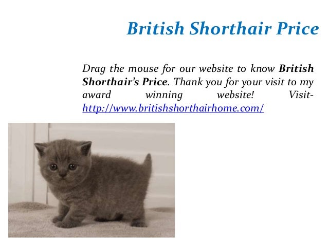 British Shorthair Cinnamon Kitten