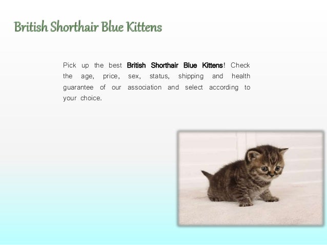 British Shorthair For Sale