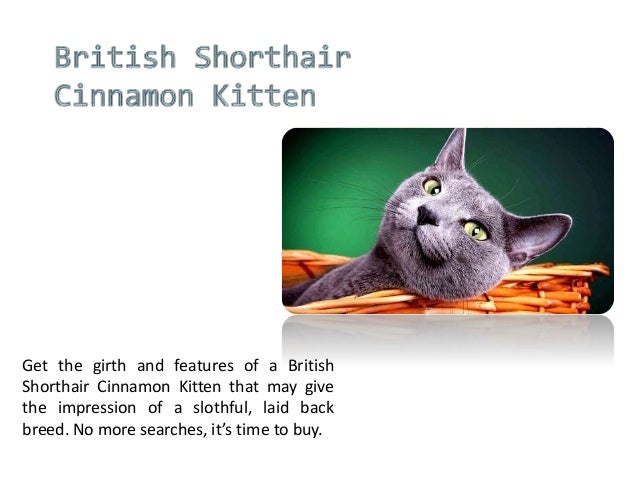 British Shorthair Kitten