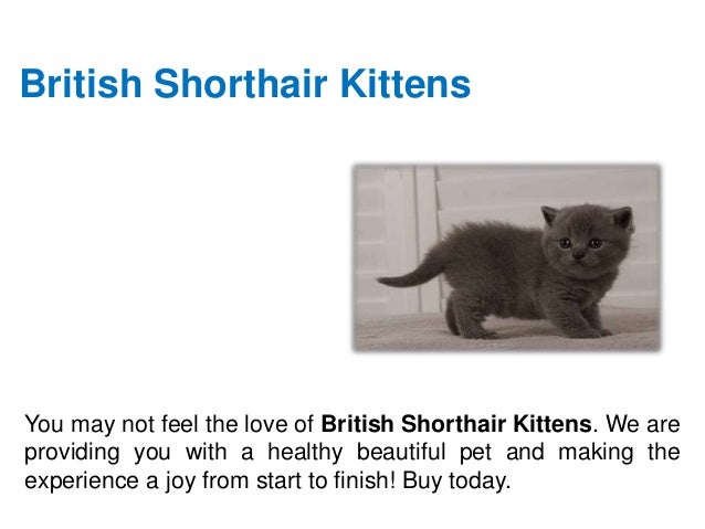 British Shorthair Kittens