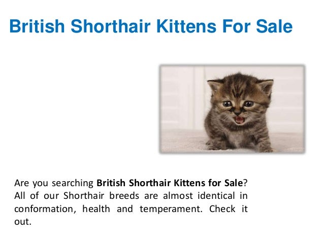 British Shorthair Kittens