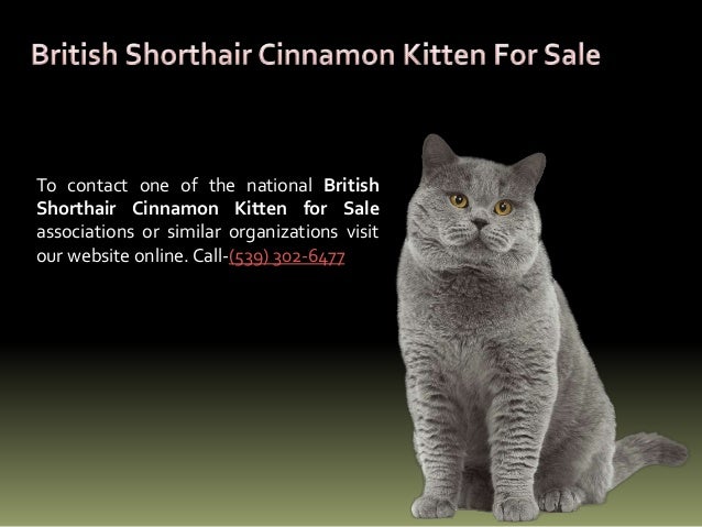 British Shorthair Kittens For Adoption