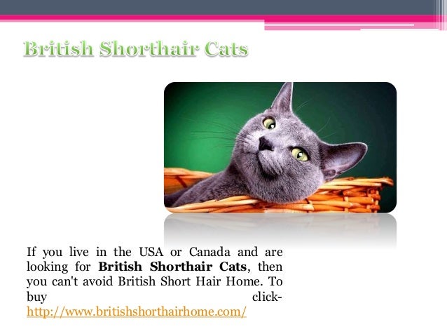 British Shorthair Kittens For Sale