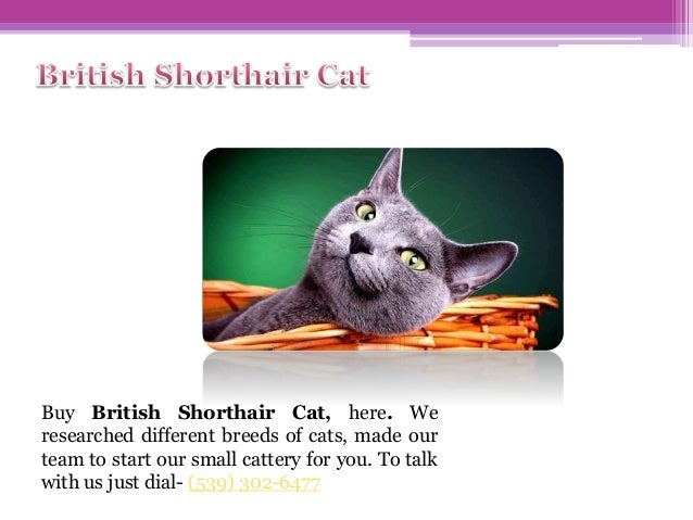 British Shorthair Kittens For Sale In Canada