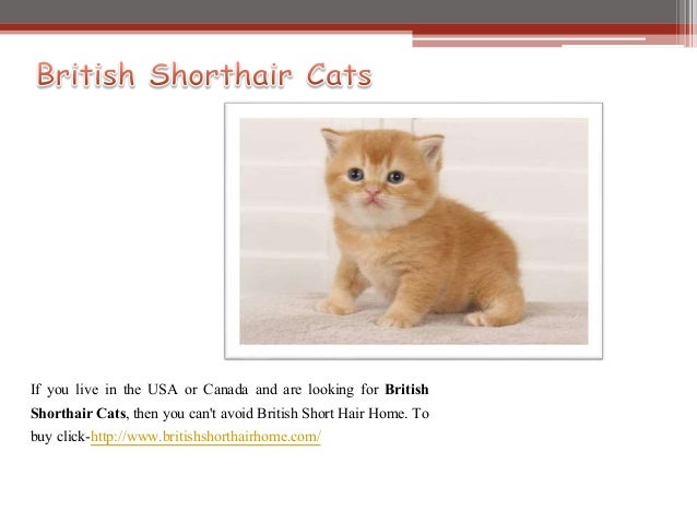 British Shorthair Kittens For Sale In Usa