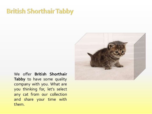 British Shorthair Tabby