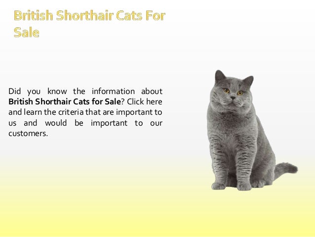 British Shorthair Tabby