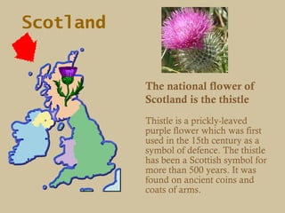 Scotland


           The national flower of
           Scotland is the thistle
           Thistle is a prickly-leaved
           purple flower which was first
           used in the 15th century as a
           symbol of defence. The thistle
           has been a Scottish symbol for
           more than 500 years. It was
           found on ancient coins and
           coats of arms.
 
