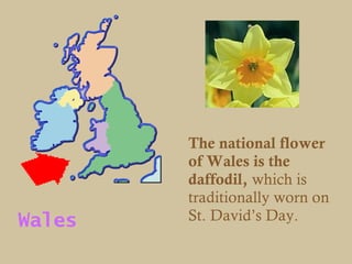 The national flower
        of Wales is the
        daffodil, which is
        traditionally worn on
Wales   St. David’s Day.
 