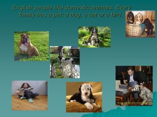 English people like domestic animals. Every
family has a pet: a dog, a cat or a bird.
 