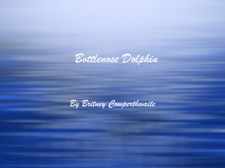 Bottlenose Dolphin


By Britney Cowperthwaite
 