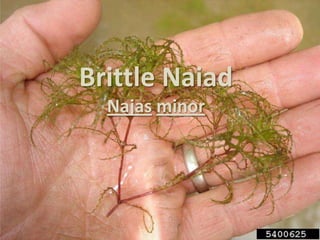 Brittle Naiad
  Najas minor
 