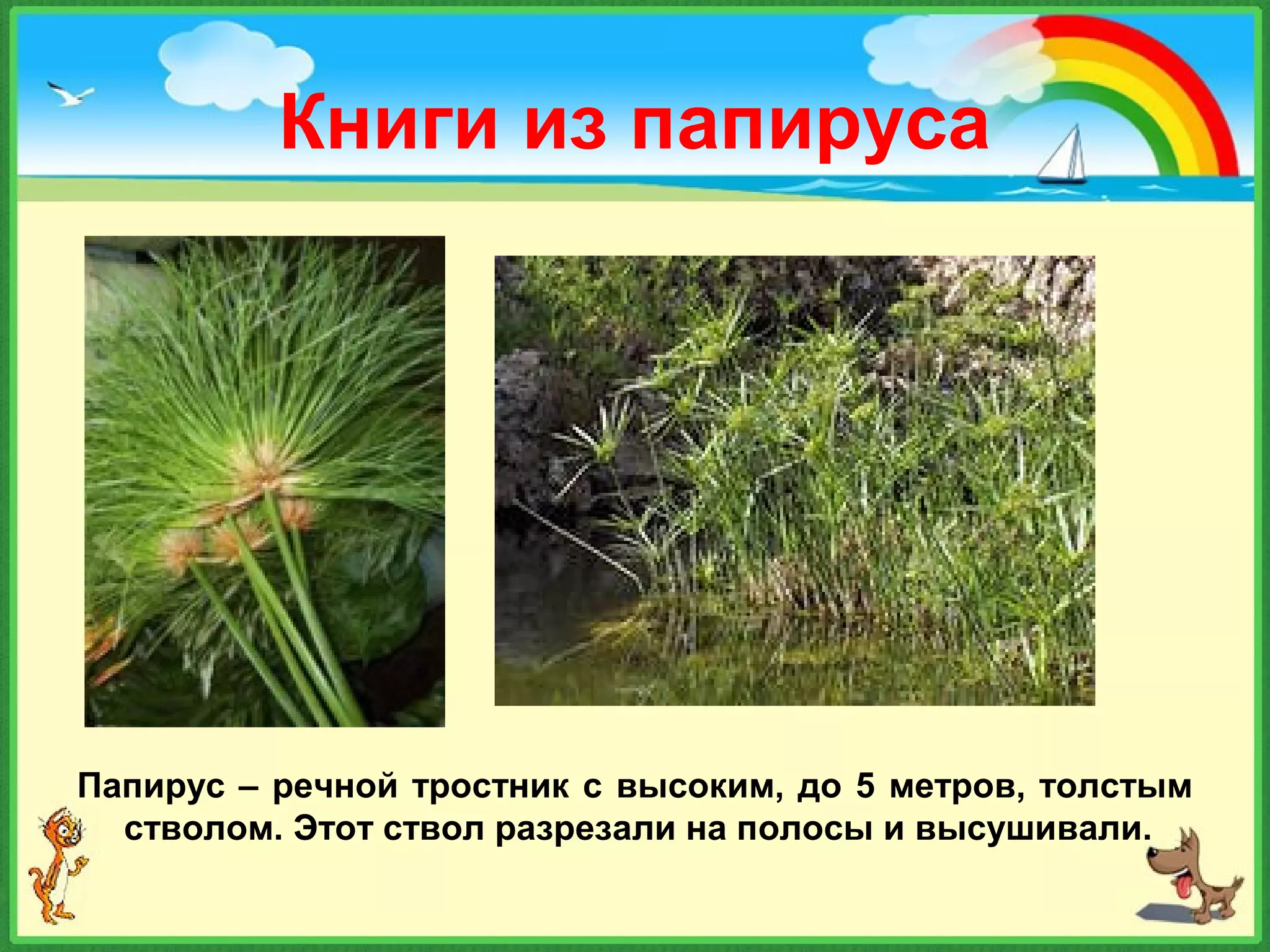 Книги из папируса
Папирус – речной тростник с высоким, до 5 метров, толстым
стволом. Этот ствол разрезали на полосы и высушивали.
 