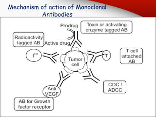 Mechanism of action of Monoclonal
Antibodies
 