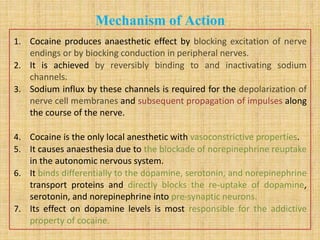 Mechanism of Action
1. Cocaine produces anaesthetic effect by blocking excitation of nerve
endings or by biocking conduction in peripheral nerves.
2. It is achieved by reversibly binding to and inactivating sodium
channels.
3. Sodium influx by these channels is required for the depolarization of
nerve cell membranes and subsequent propagation of impulses along
the course of the nerve.
4. Cocaine is the only local anesthetic with vasoconstrictive properties.
5. It causes anaesthesia due to the blockade of norepinephrine reuptake
in the autonomic nervous system.
6. It binds differentially to the dopamine, serotonin, and norepinephrine
transport proteins and directly blocks the re-uptake of dopamine,
serotonin, and norepinephrine into pre-synaptic neurons.
7. Its effect on dopamine levels is most responsible for the addictive
property of cocaine.
 