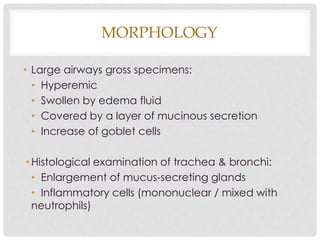 MORPHOLOGY
• Large airways gross specimens:
• Hyperemic
• Swollen by edema fluid
• Covered by a layer of mucinous secretion
• Increase of goblet cells
• Histological examination of trachea & bronchi:
• Enlargement of mucus-secreting glands
• Inflammatory cells (mononuclear / mixed with
neutrophils)
 