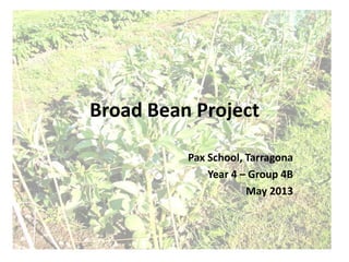 Broad Bean Project
Pax School, Tarragona
Year 4 – Group 4B
May 2013
 