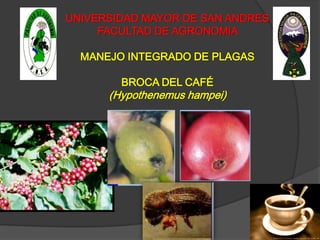 UNIVERSIDAD MAYOR DE SAN ANDRES
FACULTAD DE AGRONOMIA
MANEJO INTEGRADO DE PLAGAS
BROCA DEL CAFÉ
(Hypothenemus hampei)
 