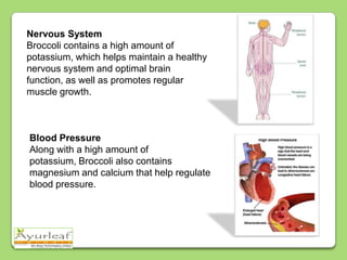 Nervous System
Broccoli contains a high amount of
potassium, which helps maintain a healthy
nervous system and optimal brain
function, as well as promotes regular
muscle growth.

Blood Pressure
Along with a high amount of
potassium, Broccoli also contains
magnesium and calcium that help regulate
blood pressure.

 