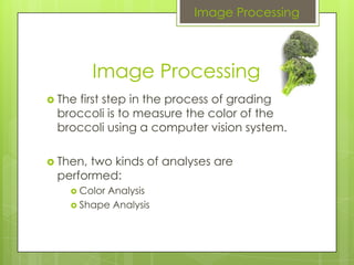Broccoli Grading | PPTX