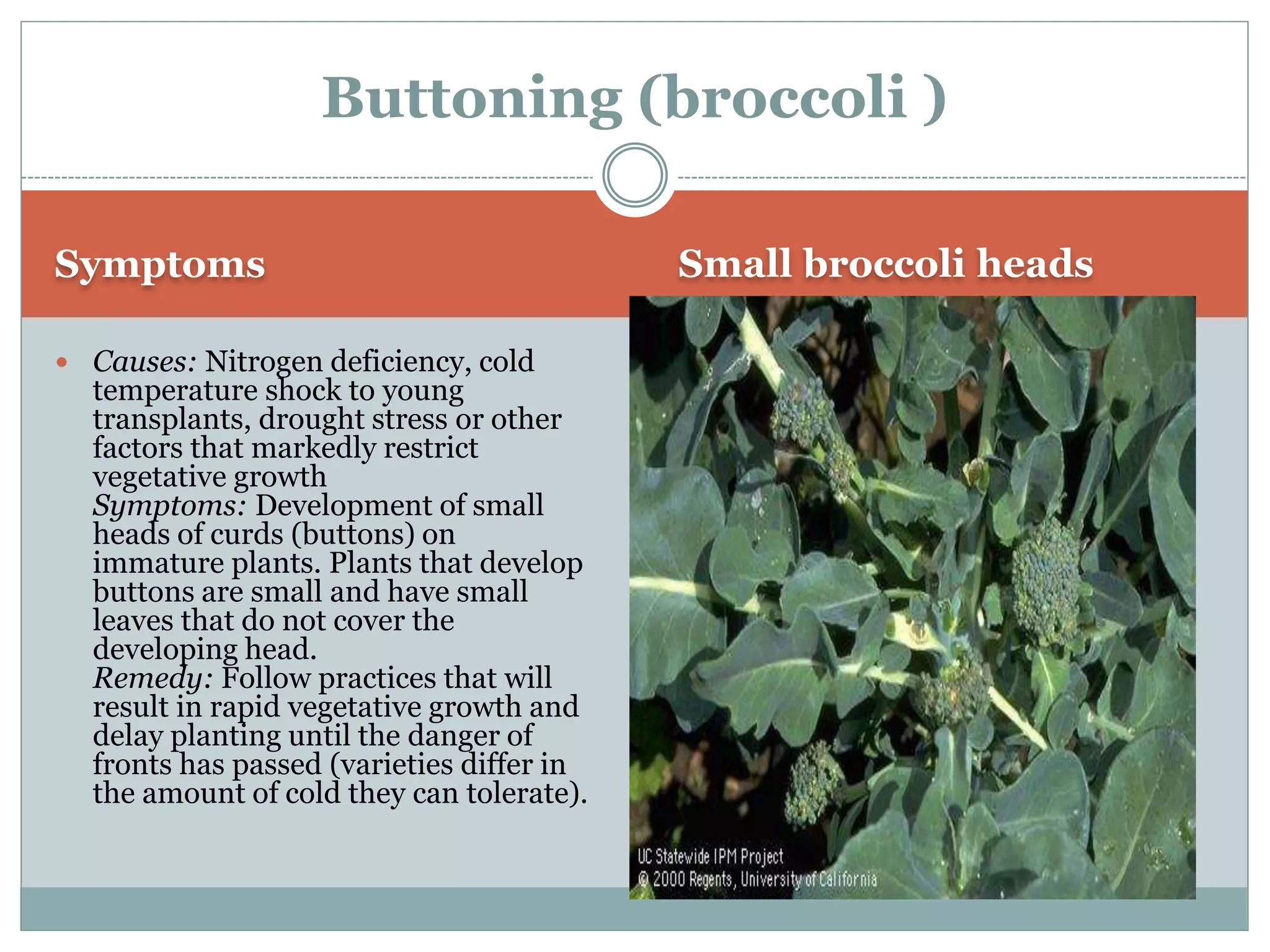 Broccoli physiological disorders By Mr. Allah Dad Khan Provincial ...