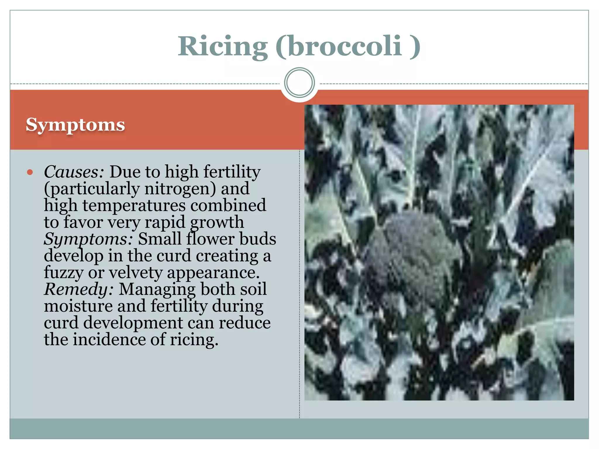 Broccoli physiological disorders By Mr. Allah Dad Khan Provincial ...