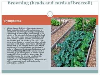 broccoli physiological disorders allah dad