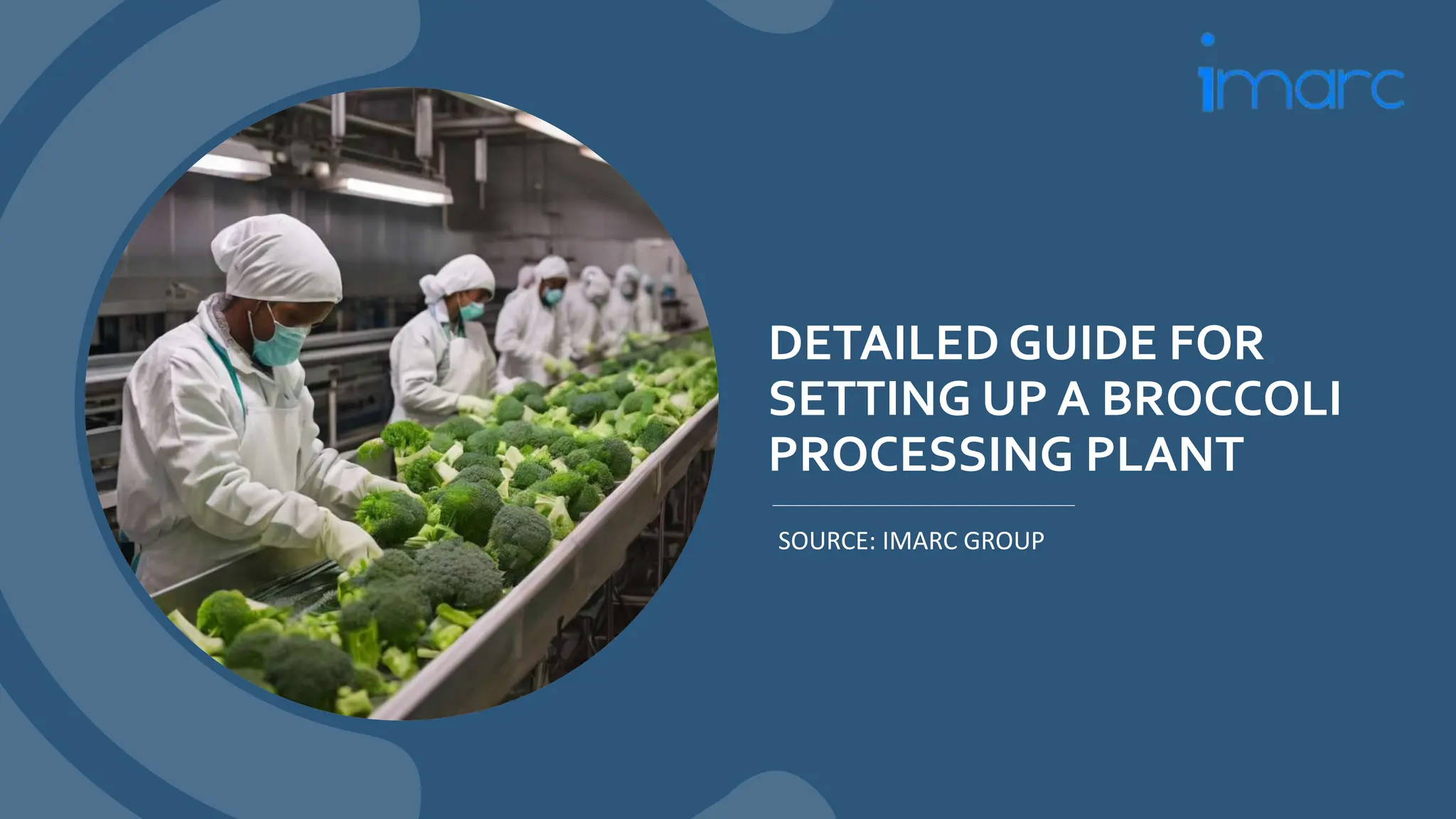 Broccoli Processing Plant Project Report 2024 Edition | PPTX