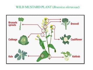 WILD MUSTARD PLANT (Brassica oleraceae)
 