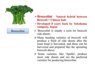 Production technology of broccoli | PPTX