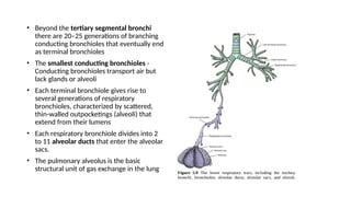 Brochi and the Lung power point presentation.pptx
