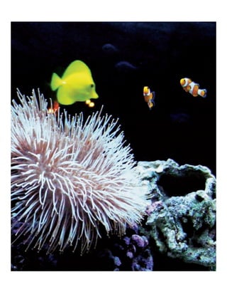 ADn – Aquarium Design 